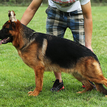 貴陽哪裡有賣純種德國牧羊犬幼犬的